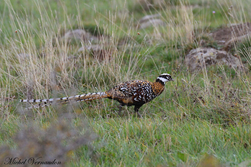 Reeves's Pheasant male adult