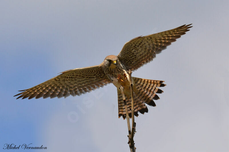 Common Kestrel