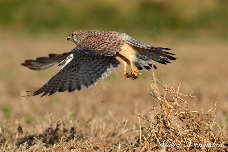 Common Kestrel