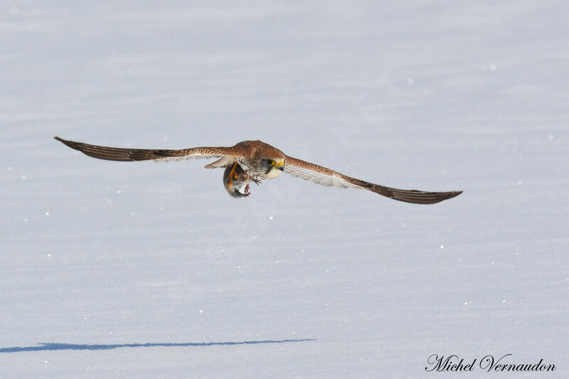 Common Kestrel