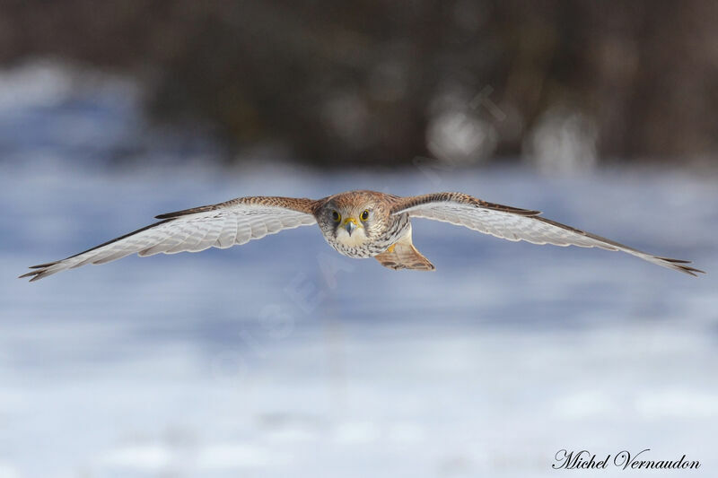 Common Kestrel