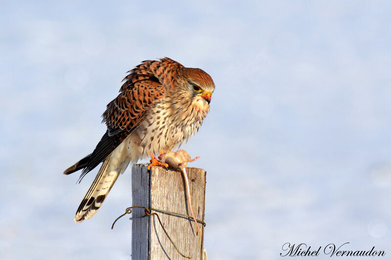 Common Kestrel