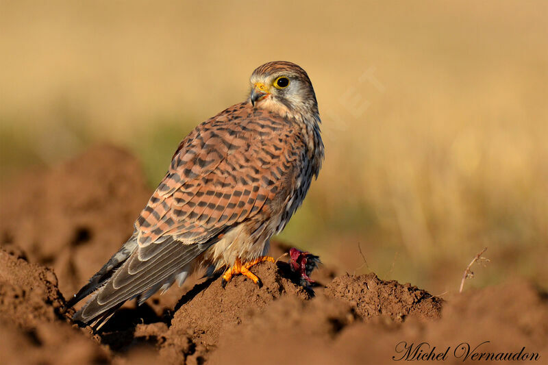 Common Kestrel