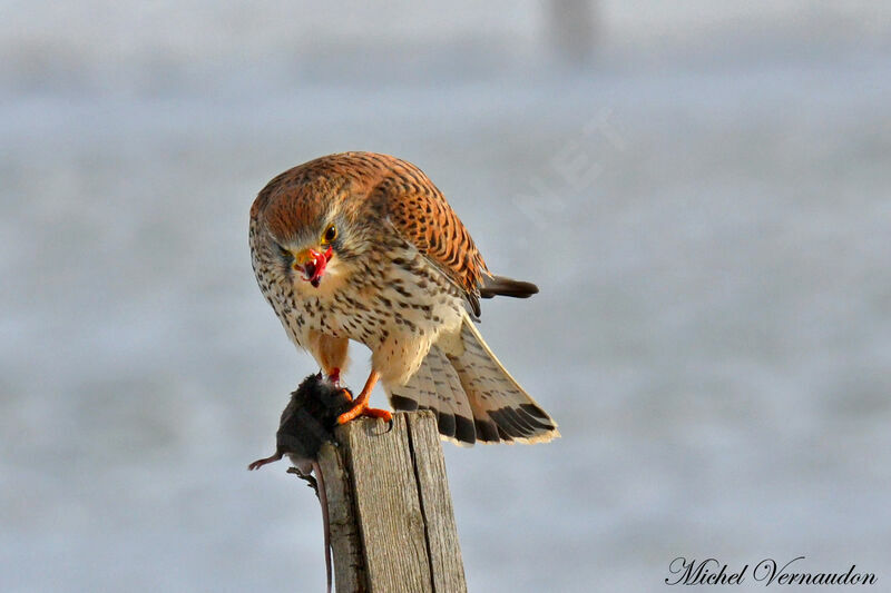 Common Kestrel