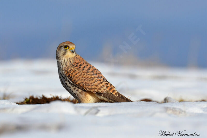 Common Kestrel