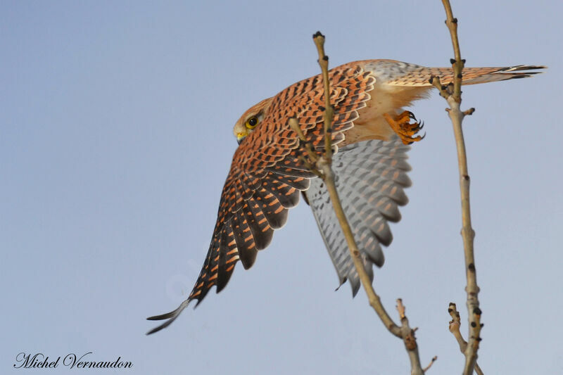 Common Kestrel