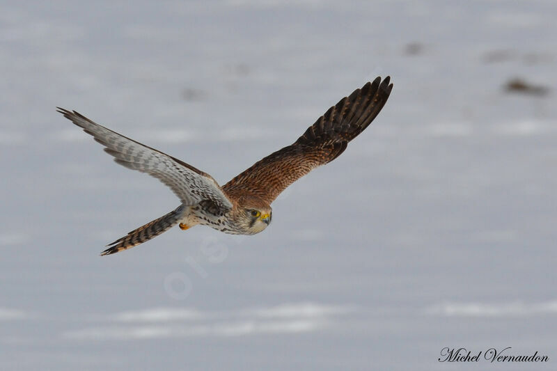 Common Kestrel