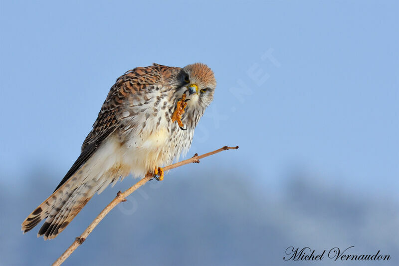 Common Kestrel