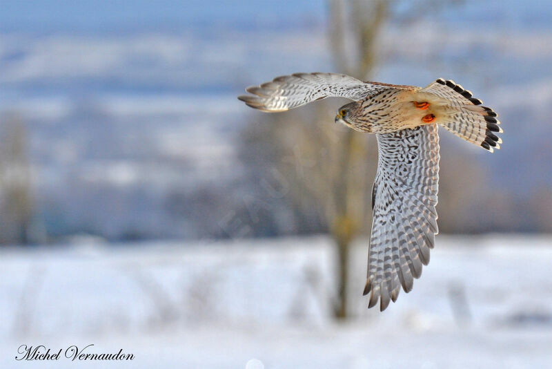 Common Kestrel