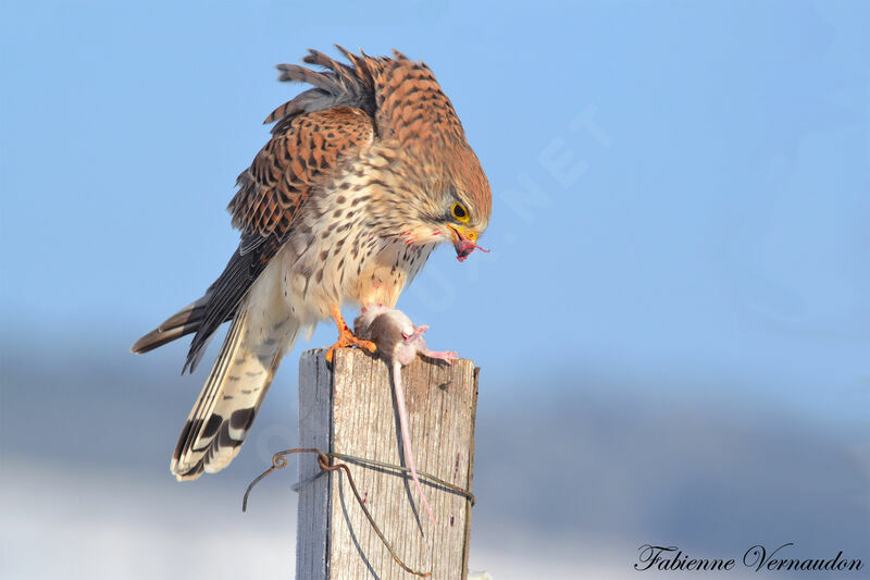 Common Kestrel