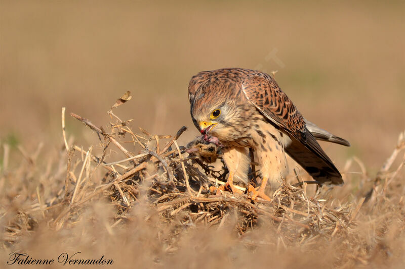 Faucon crécerelle, identification, Comportement