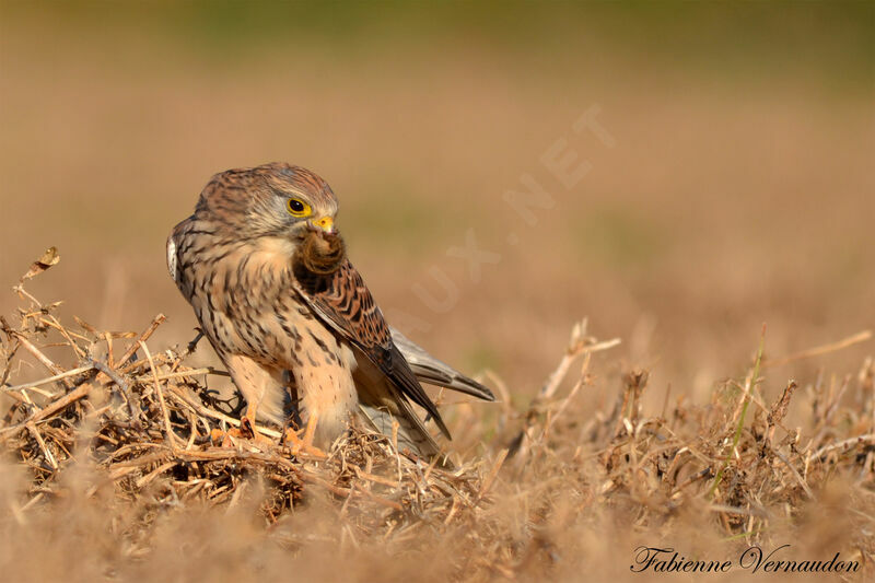 Common Kestrel