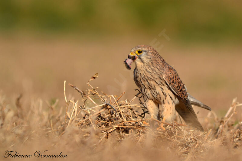 Faucon crécerelle