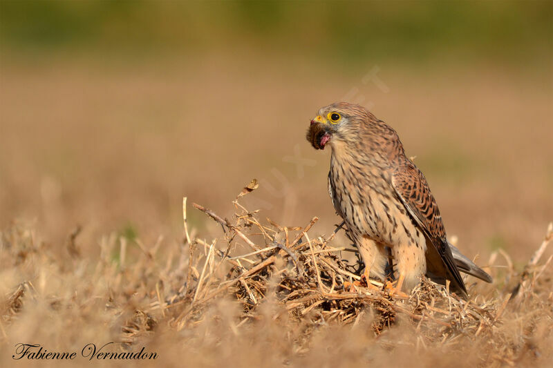 Common Kestrel