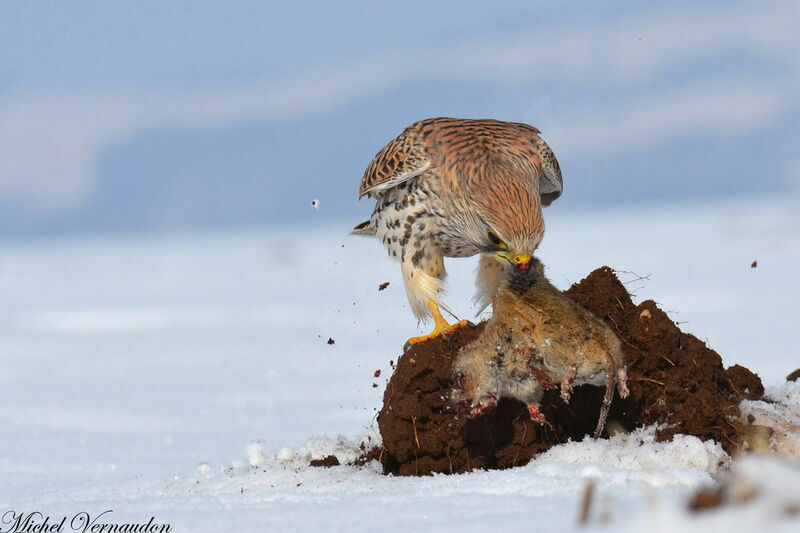 Common Kestrel