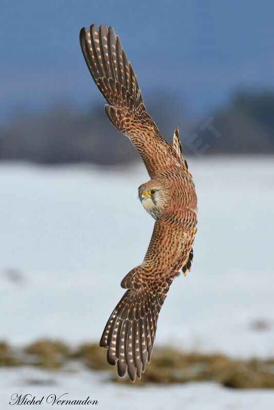 Common Kestrel