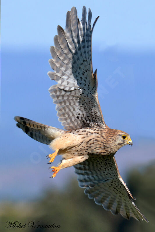 Common Kestrel