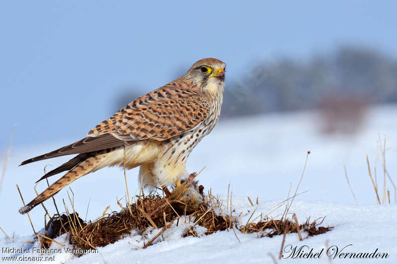 Common Kestrel female adult, identification