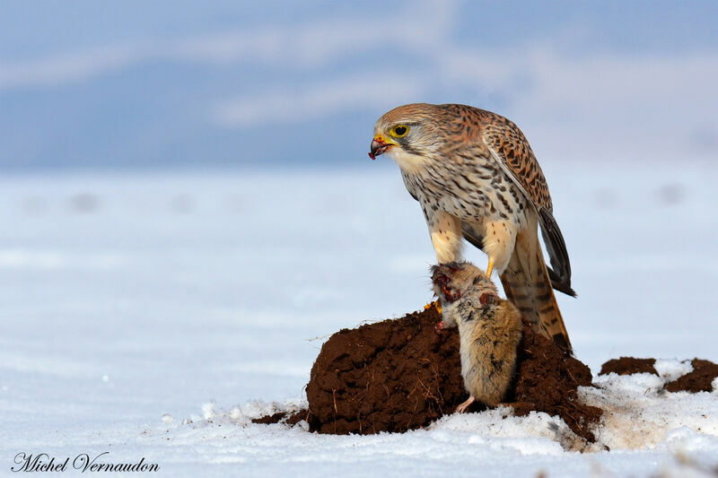 Common Kestrel