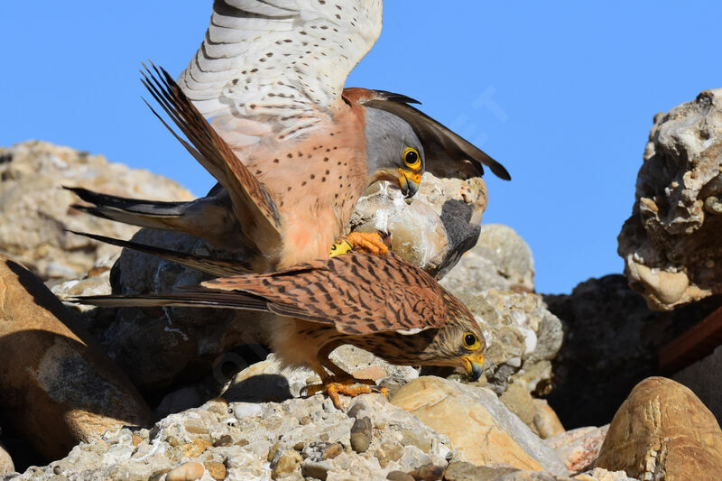 Lesser Kestreladult, mating.