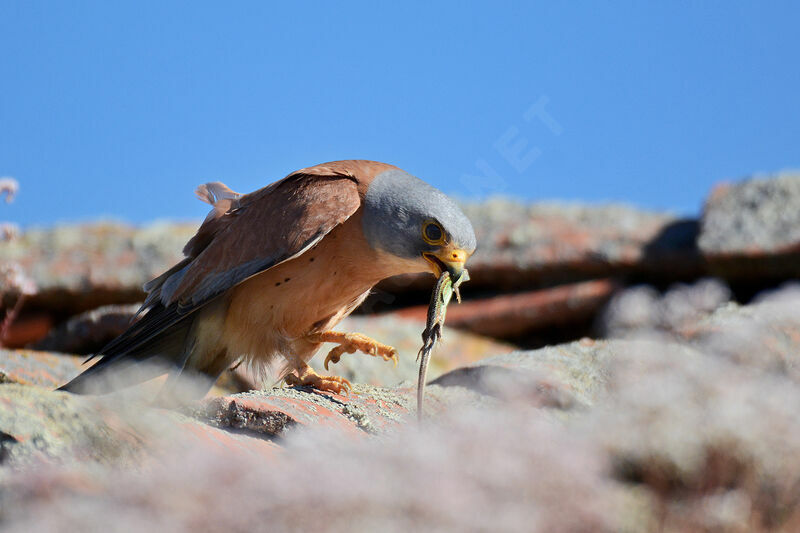 Lesser Kestrel male adult