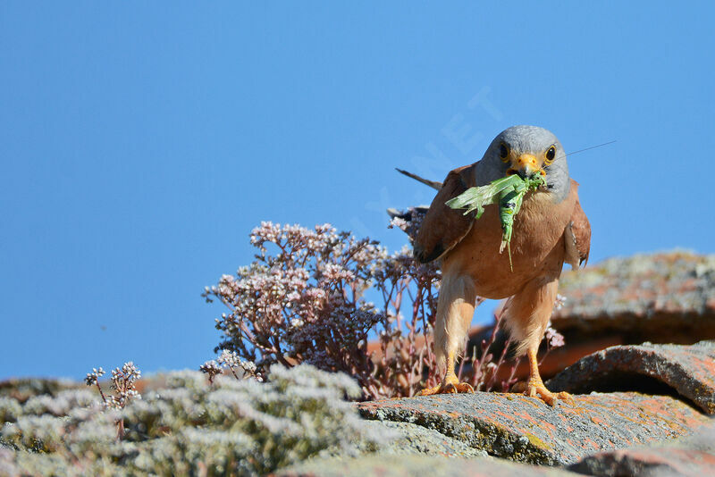 Lesser Kestrel male adult