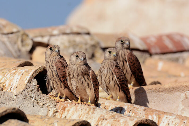 Lesser Kestrel female First year