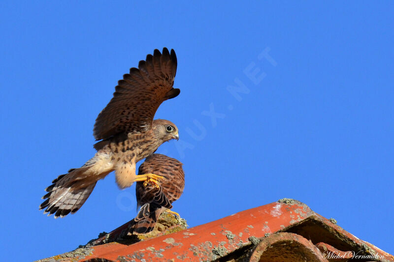 Lesser Kestrel