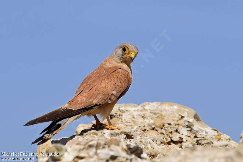 Lesser Kestrel male subadult, identification