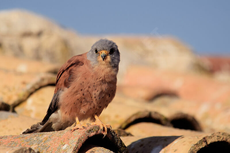 Lesser Kestrel male adult