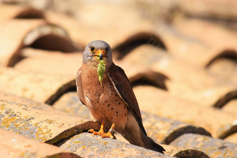 Lesser Kestrel male adult