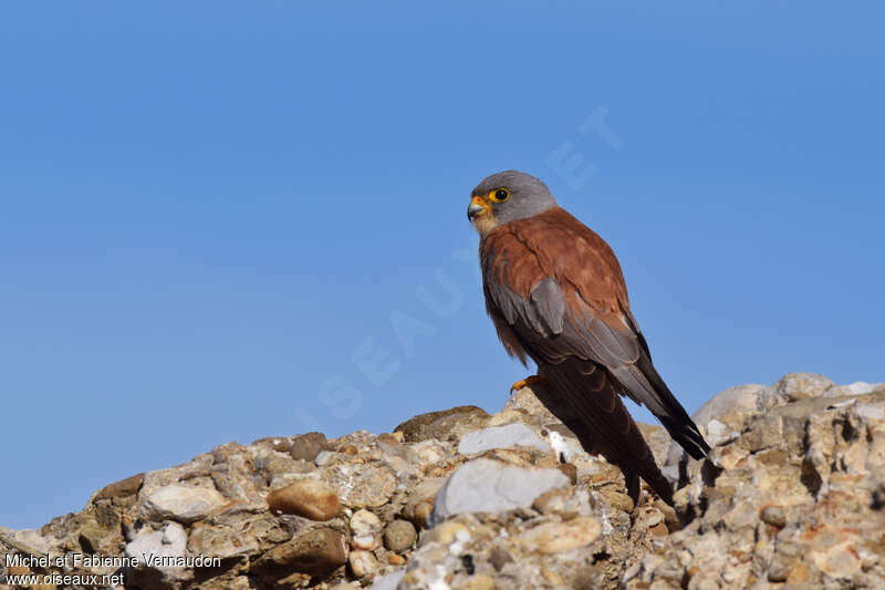 Lesser Kestrel male adult, pigmentation