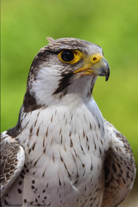 Lanner Falconadult