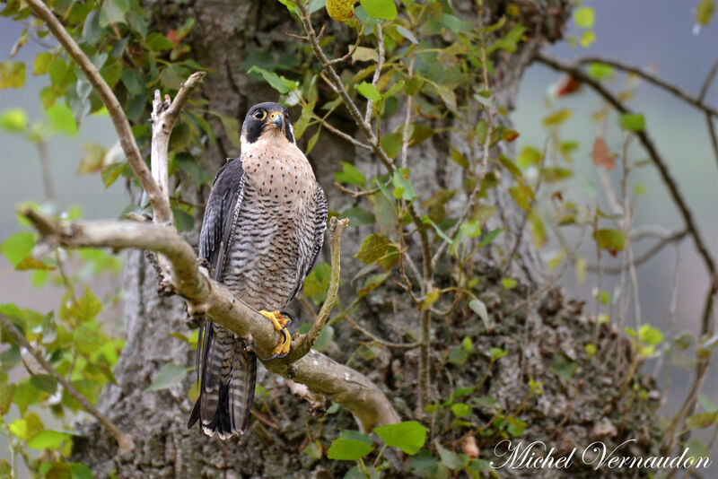 Peregrine Falconadult