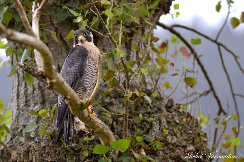 Peregrine Falconadult