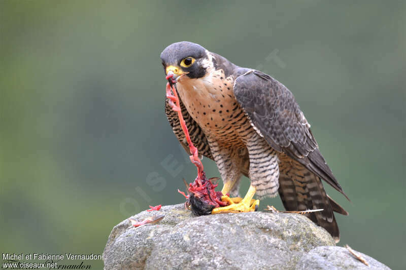 Peregrine Falconadult