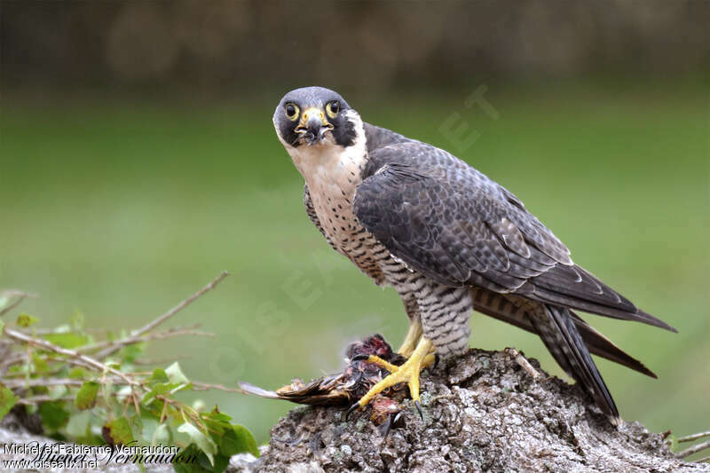 Faucon pèlerinadulte, régime, pêche/chasse