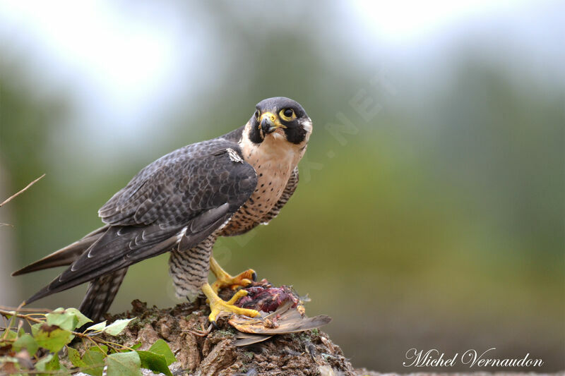 Peregrine Falconadult