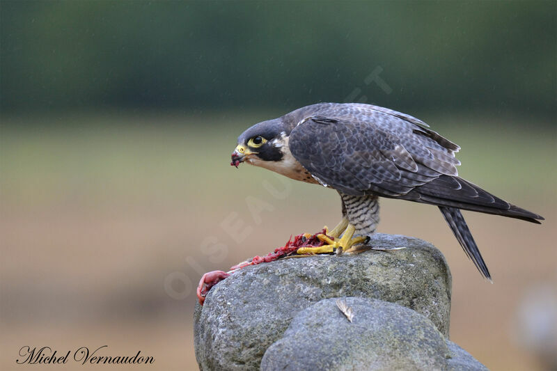 Peregrine Falconadult