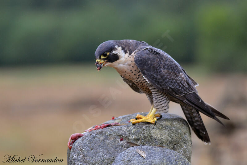 Peregrine Falconadult