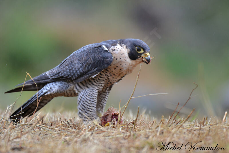 Peregrine Falconadult