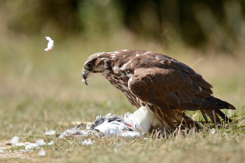 Saker Falcon female adult