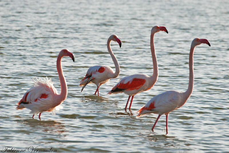 Flamant rose