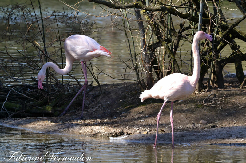 Flamant rose