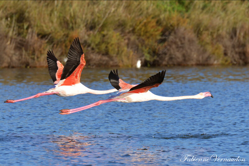 Greater Flamingo, Flight