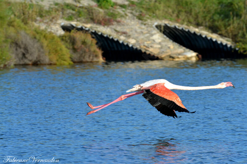 Greater Flamingo, Flight