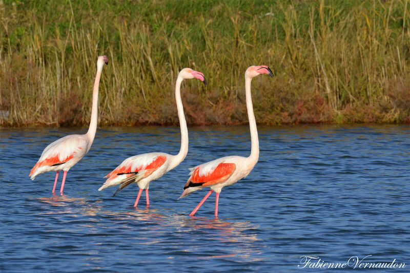 Flamant rose