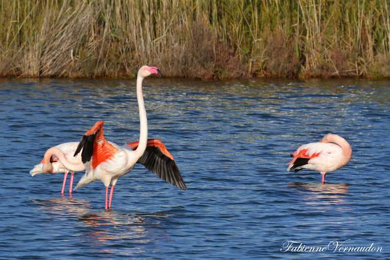 Greater Flamingo