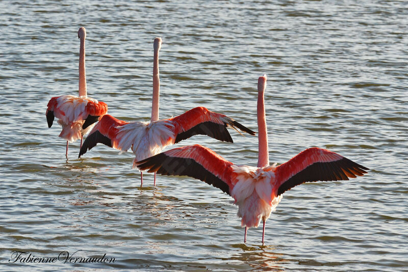 Greater Flamingo