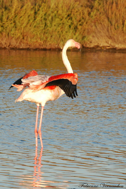 Flamant rose